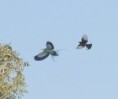 /album/photogallery/abyssinian-roller-and-square-tailed-drongo-jpg/